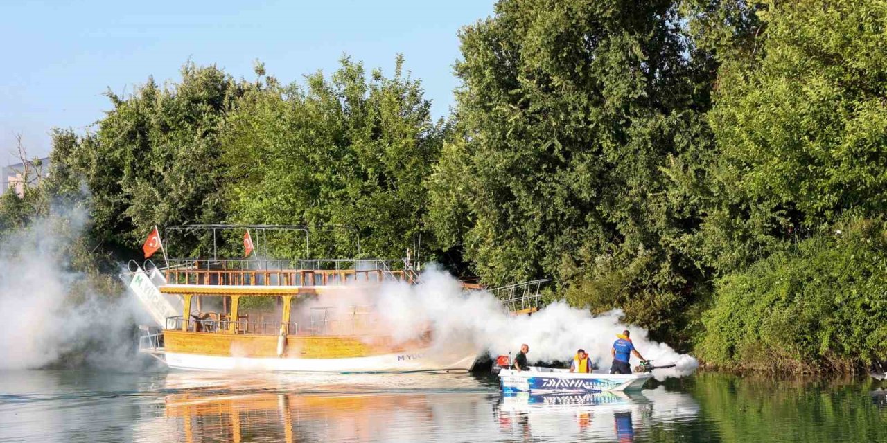 İstilacı Tür Olarak Biliniyor, Yumurtaları Altı Ay Kuraklığa Dayanabiliyor
