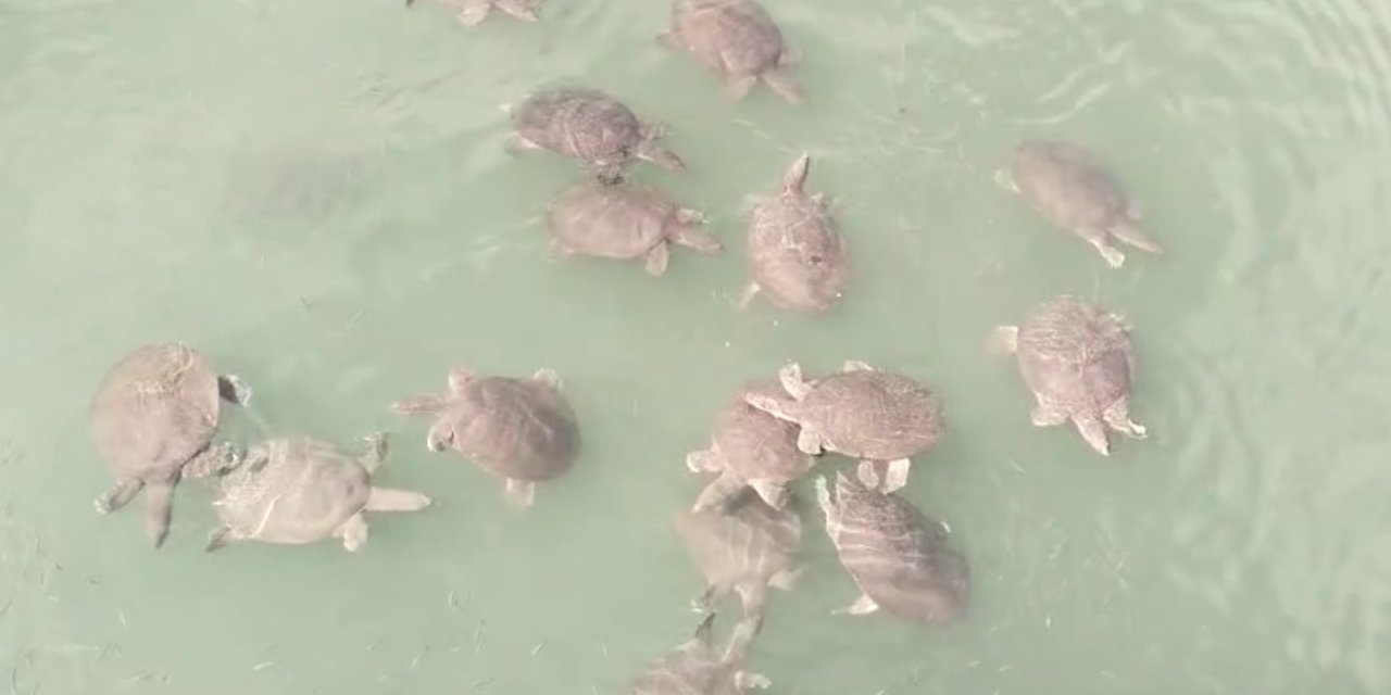 Antalya’da Saldırgan Nil Kaplumbağası Uyarısı