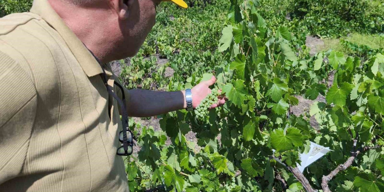 Beyşehir’de Patates Ekili Alanlarda Zararlı Alarmı