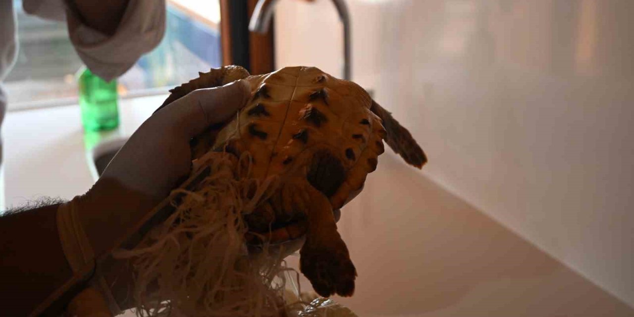 Çuvala Dolanmış Halde Yaralı Bulunan Caretta Caretta Denizle Buluştu