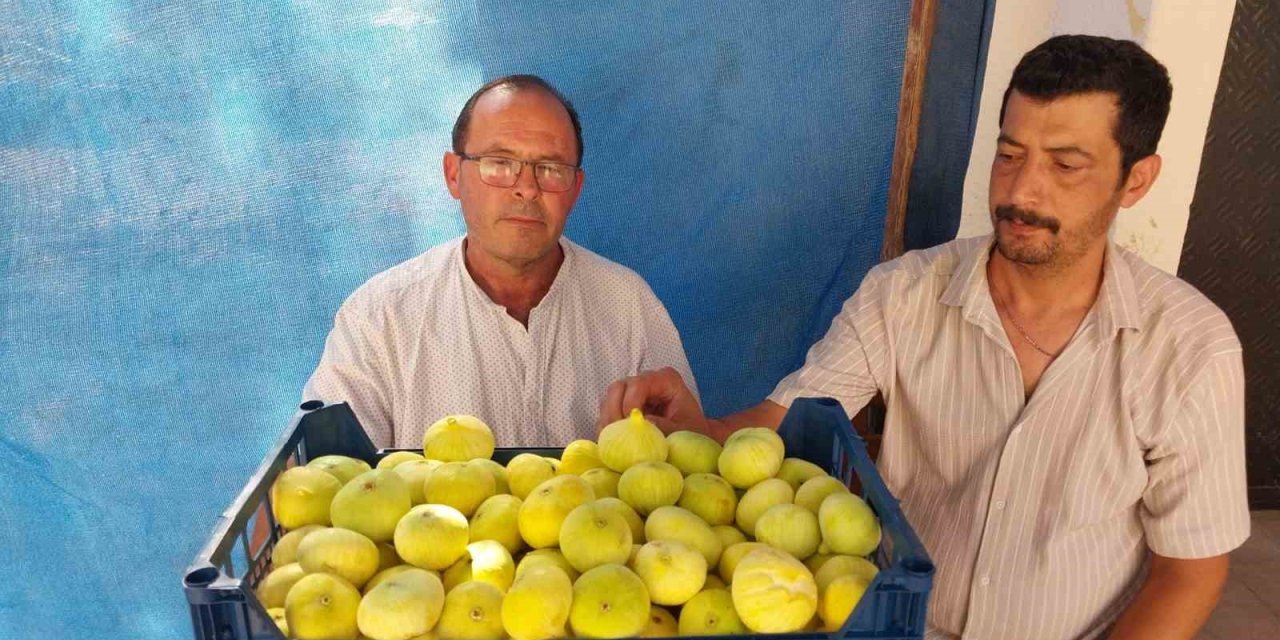 Mersin’de Mut Beyaz İnciri Altın Yılını Yaşıyor