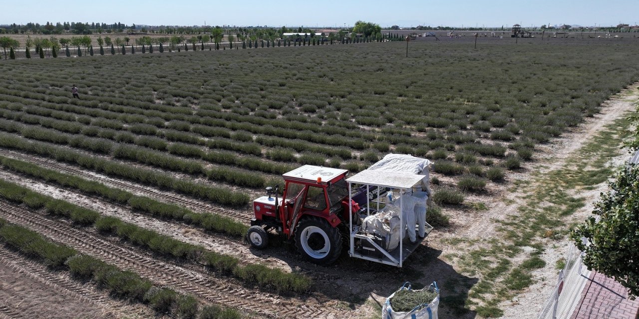 Türkiye’nin En Büyük Lavanta Bahçesi’nde Hasat Zamanı