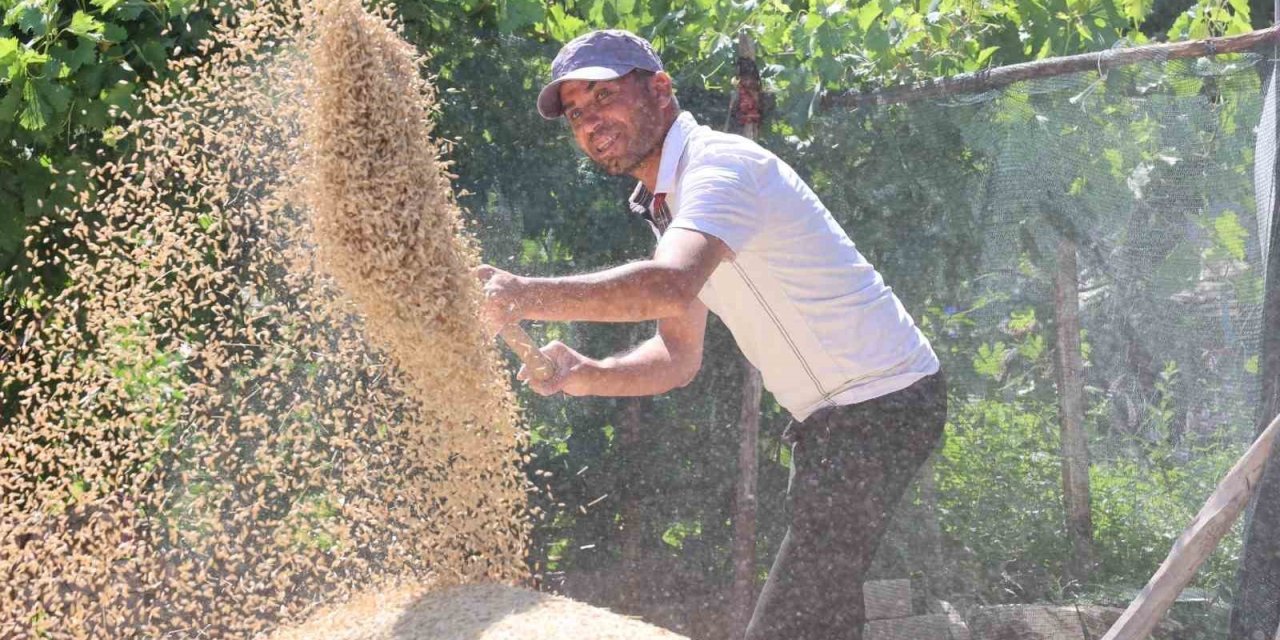 Korkuteli Yeşiloba Yaylası’nda Hibe Tohumların Buğday Hasadı Başladı