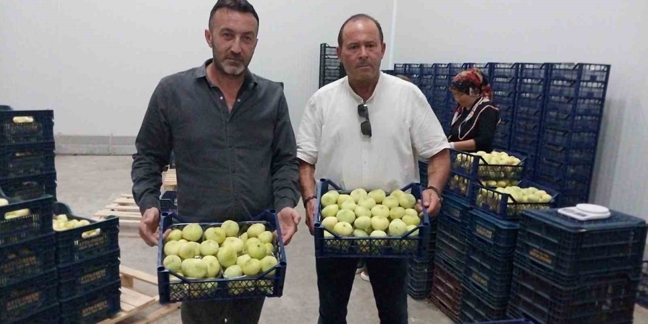 Mut Beyaz İnciri İhracata Gidiyor