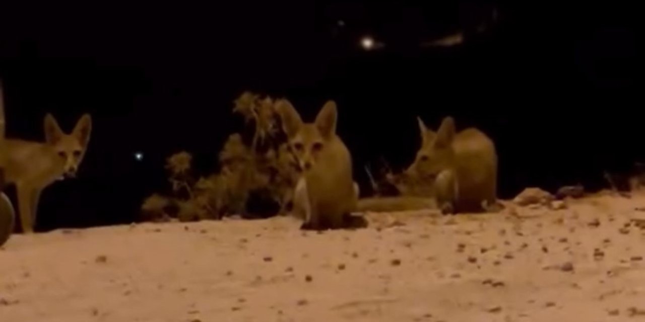 Antalya’da Aç Kalan Tilki Yavrularını Kraker Ve Bisküviyle Beslediler