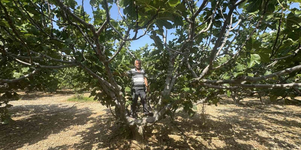 Antalya’da Sıcak Hava Siyah İncir Rekoltesini Yüzde 50 Düşürdü