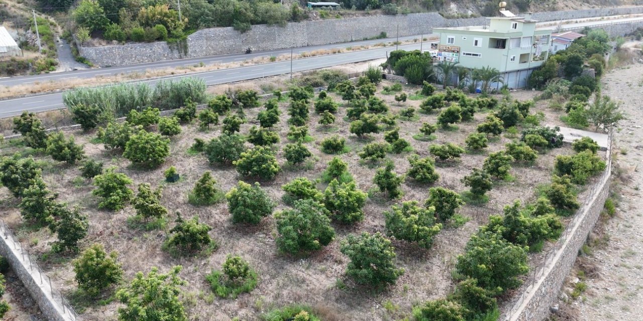 Alanya’da Erkenci Clifton Cinsi Avokado Hasadı Başladı