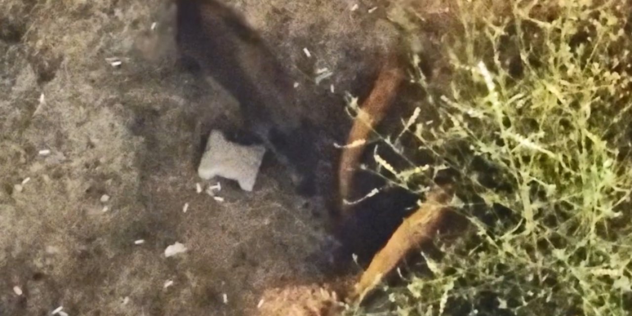 Domuzlar Yazlıkların Bahçesinde Yiyecek Aradı