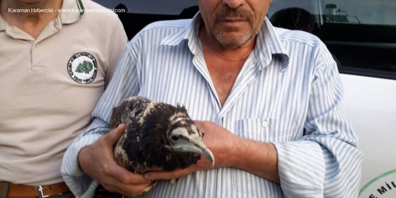 Yaralı Akbaba Koruma Altına Alındı