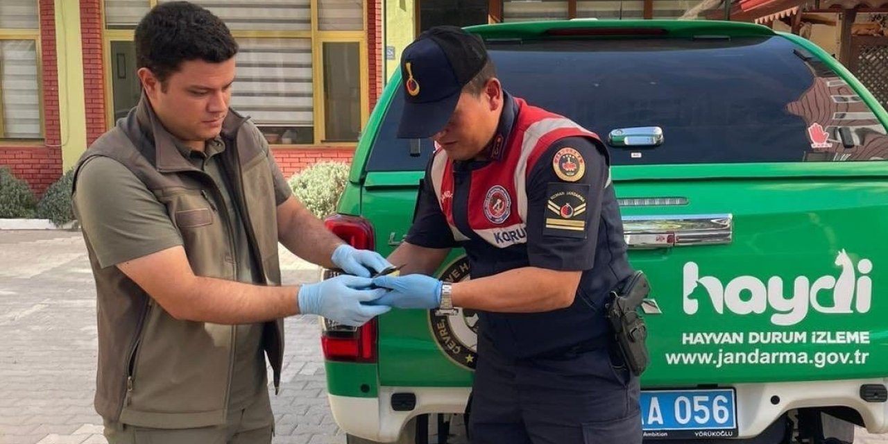 Yaralı Arı Kuşu Koruma Altına Alındı