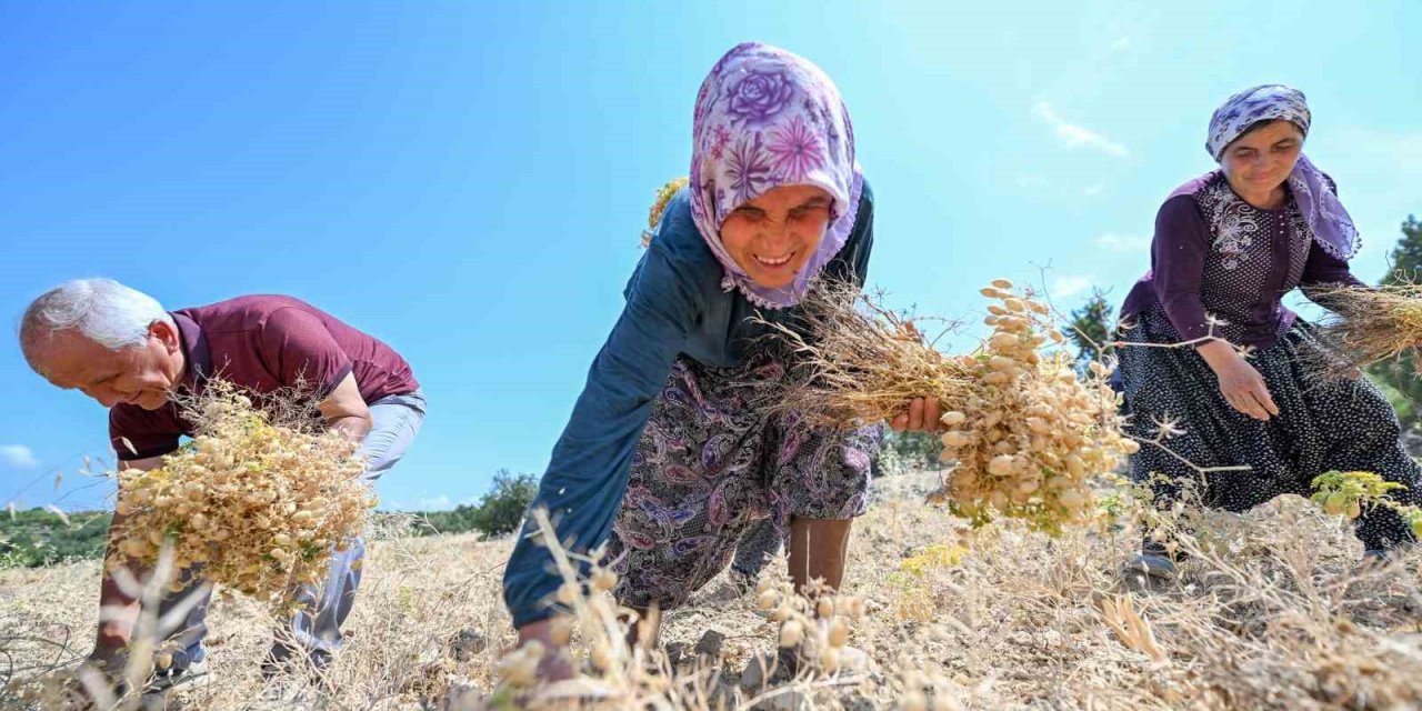 Gülnar’da Atalık Tohum Desteğiyle Üretilen Nohutlar Hasat Edildi