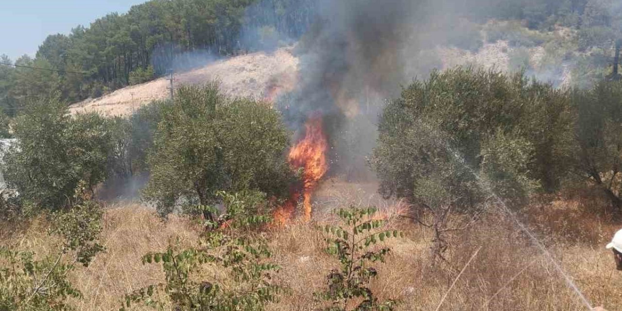 Kumluca’da Çıkan Yangında Bir Dönüm Zeytinlik Alan Yandı