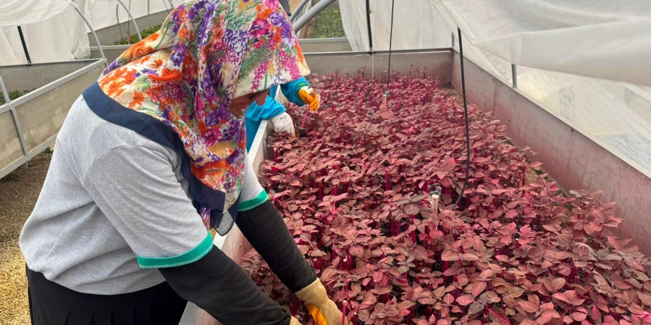 Alanya Belediyesi’nde Kadınlar Sahada