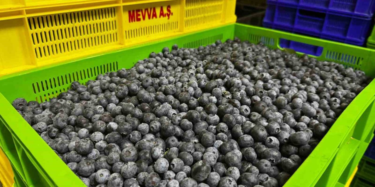 Küçük Bir Kasabadan Büyük Bir Pazara: Elmalı’nın Mavi Altını Yaban Mersini