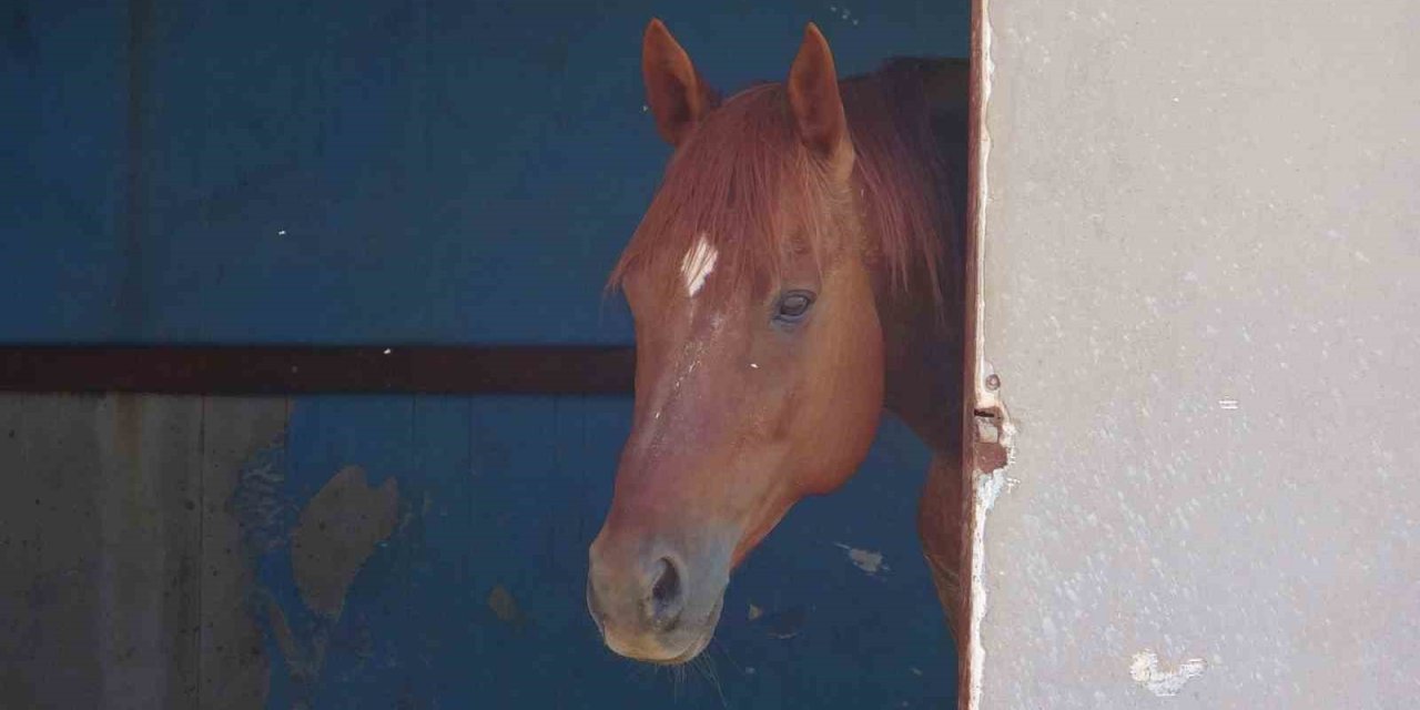 Attan Beklenmedik Hareket: Babasının Kucağındaki Çocuğu Isırarak Alıp Havaya Fırlattı