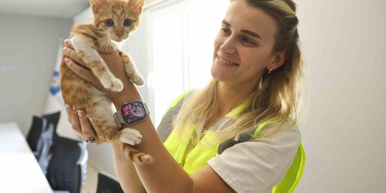 Çaya Düşüp Hayatta Kalma Mücadelesi Veren Yavru Kediyi Ekipler Kurtardı