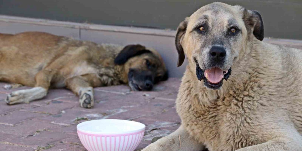 Antalya’nın Denizi Bile Yanıyor:  Termometreler 45, Deniz Suyu 32 Derece