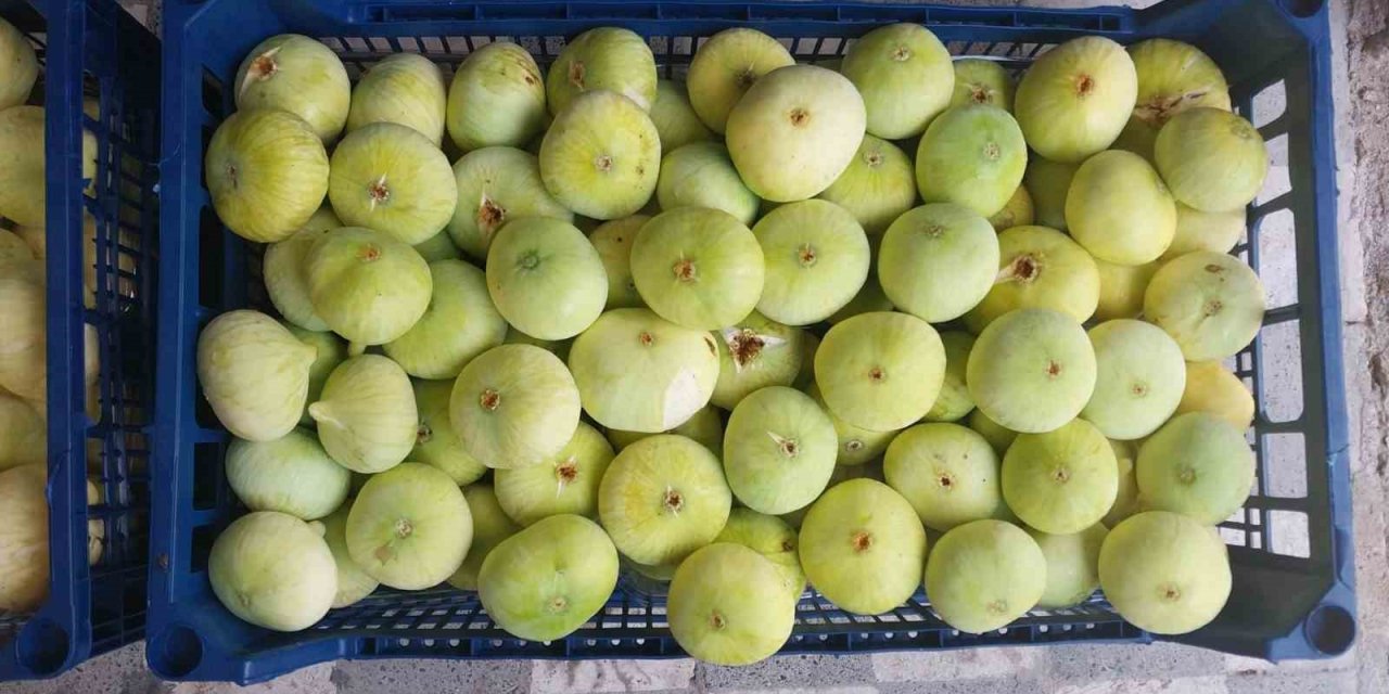 Altından Bal Damlayan İncir Üreticisinin Yüzü Güldü