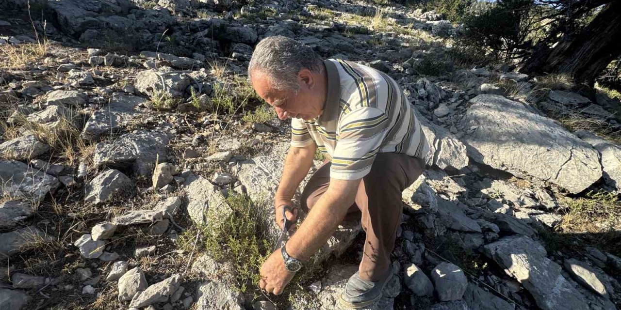 Şifalı Taş Kekiği İçin Bin 800 Rakımlı Yaylaya Çıkıyorlar