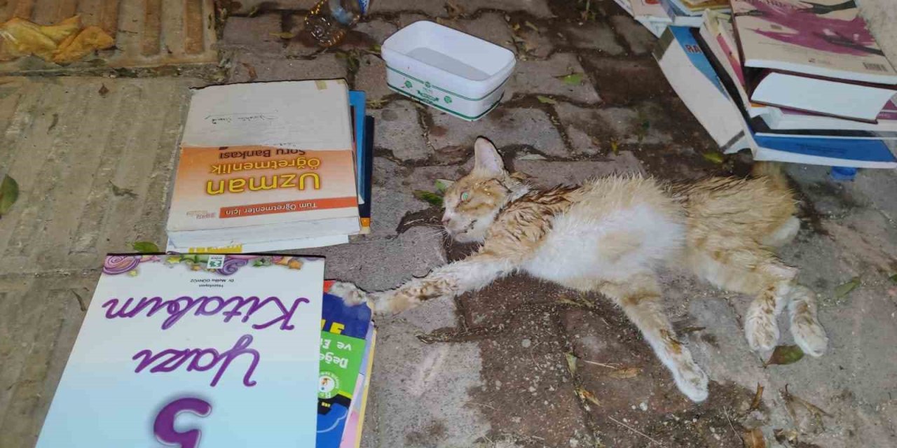 Sokakta Yaralı Gördükleri Yavru Kedi İçin Seferber Oldular