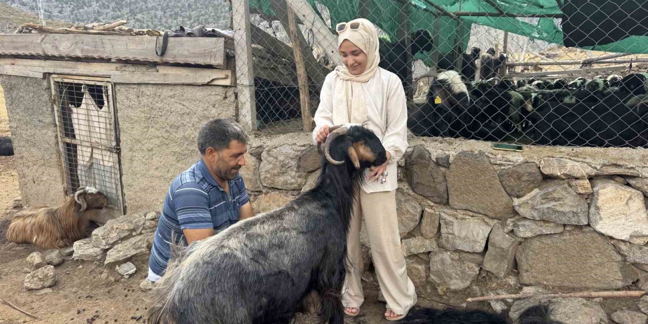 Antalya’da Yüzyıllardır Süren Yörük Kültürü ’keçi Kıl Kırkımı’