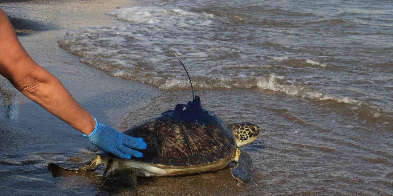 ‘kızkalesi’ Kaplumbağası Gazze’de Kayboldu, Sonra Yeniden Karada Ortaya Çıktı