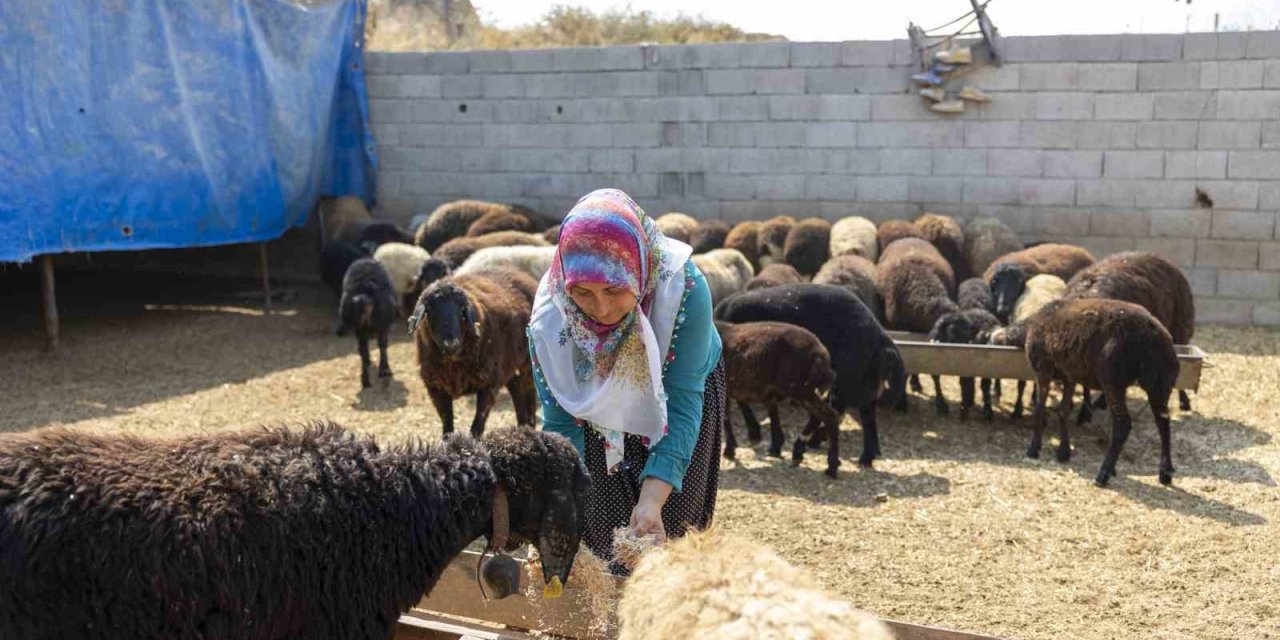 Mersin’de Küçükbaş Hayvan Ve Yem Desteği Üreticilerin Yüzünü Güldürdü