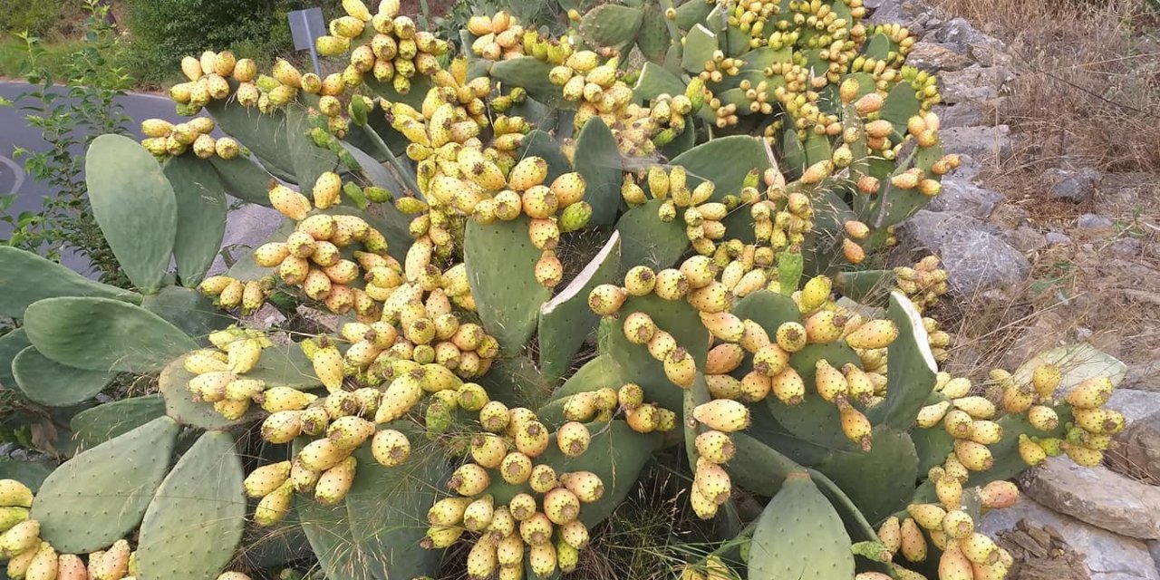 Dikenli İnciri Fazla Tüketen Vatandaşlar Hastanelik Oldu