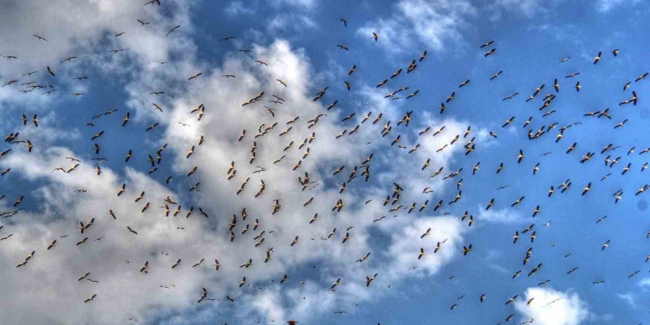 Leylekler Göç Yolunda Beyşehir’de Görüntülendi