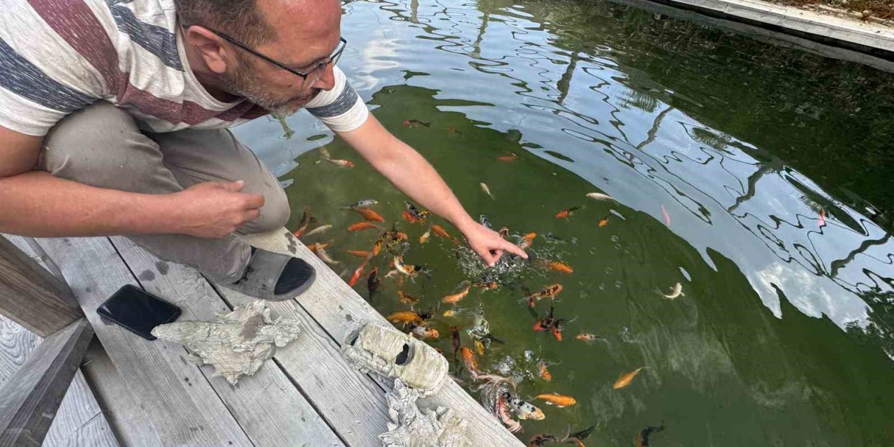 Akvaryum Sevgisini Yüzme Havuzuna Taşıdı