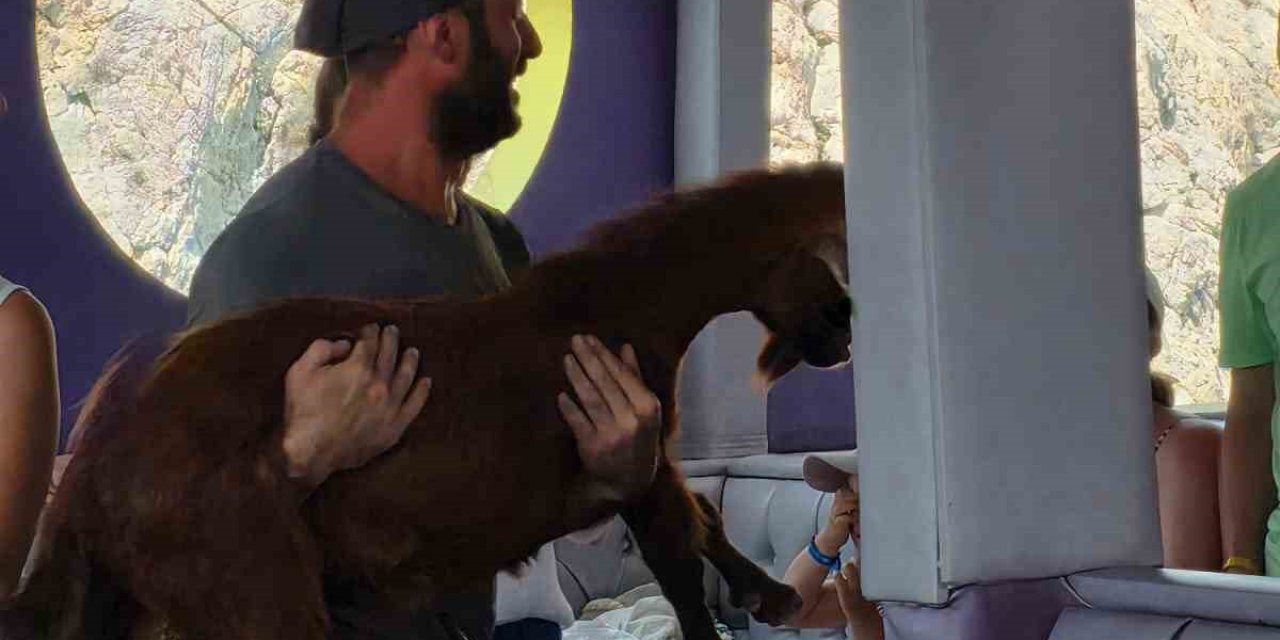 Alanya’da 3 Gündür Mahsur Kalan Dağ Keçisini Tur Teknecileri Kurtardı