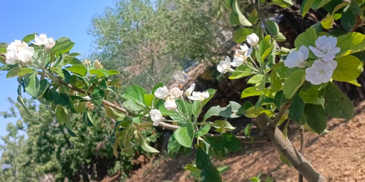 Elma Ağaçları Ağustos’ta Çiçek Açtı