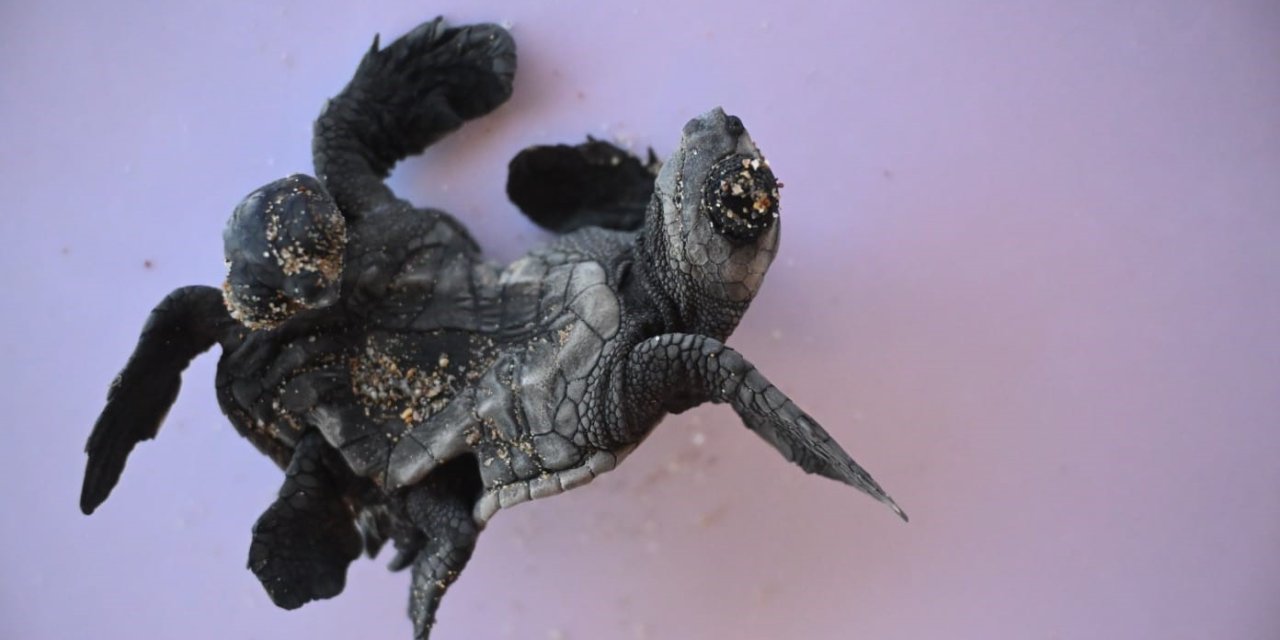 Manavgat’ta Ender Rastlanan Olay: Siyam İkizi Caretta Caretta Yavrusu Bulundu