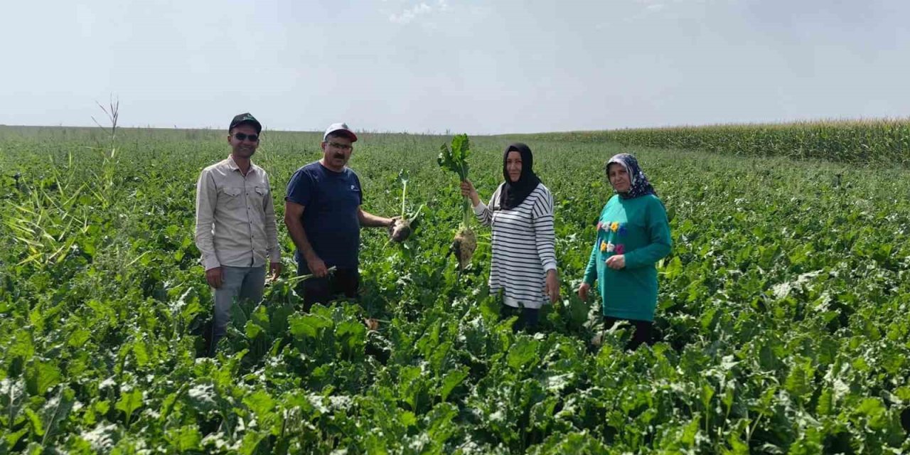 Karapınar Ovası’nda Baharlık Ürünlerin Gelişimi İncelendi