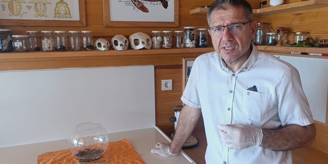 Antalya’da Bulunan Siyam İkizi Caretta