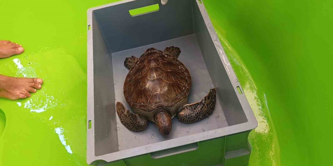 Üzerine File Ve Çuval Dolanıp Lenfleri Zarar Gören Yeşil Deniz Kaplumbağası Kurtarıldı