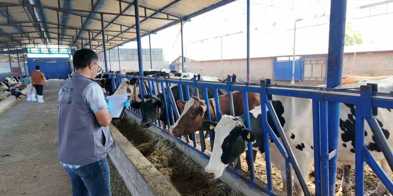 Niğde’de 190 Bin Hayvana Şap Aşısı Yapıldı