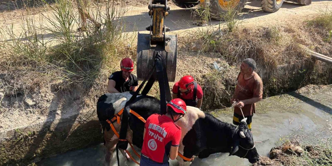 Sulama Kanalına Düşen İnek İtfaiye Ekiplerince Kurtarıldı