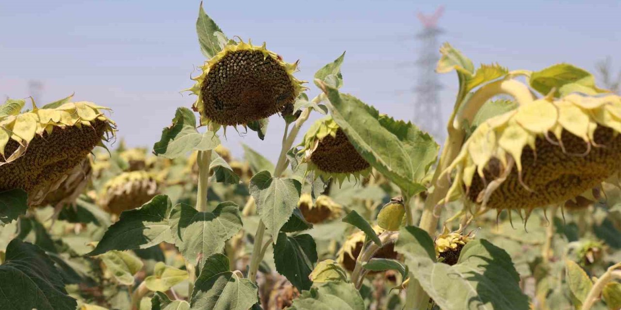 Konya Ovasında Ayçiçeğinde Yağ Kalitesi Üst Seviyede, Yağda Sorun Görünmüyor