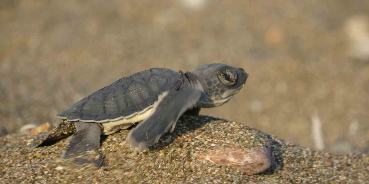 Akdeniz’in Simgesi Yavru Carettaların Çıkışı Tüm Hızıyla Sürüyor