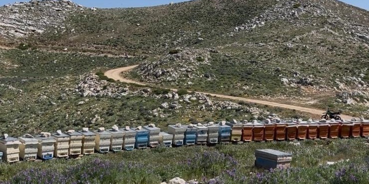 Gazipaşa’da 36 Arı Kovanı Çalındı