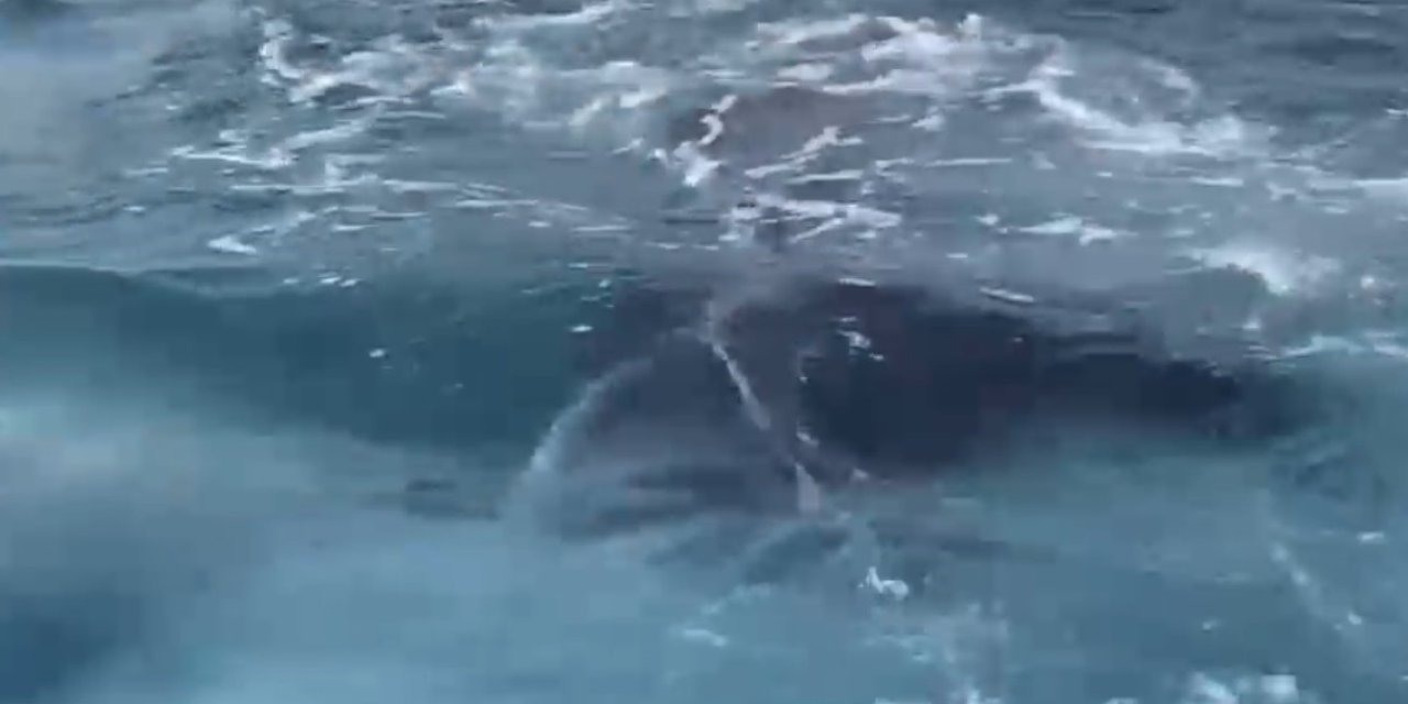 Antalya’da Kayalıklar Arasına Giren Yavru Balina Kurtarıldı