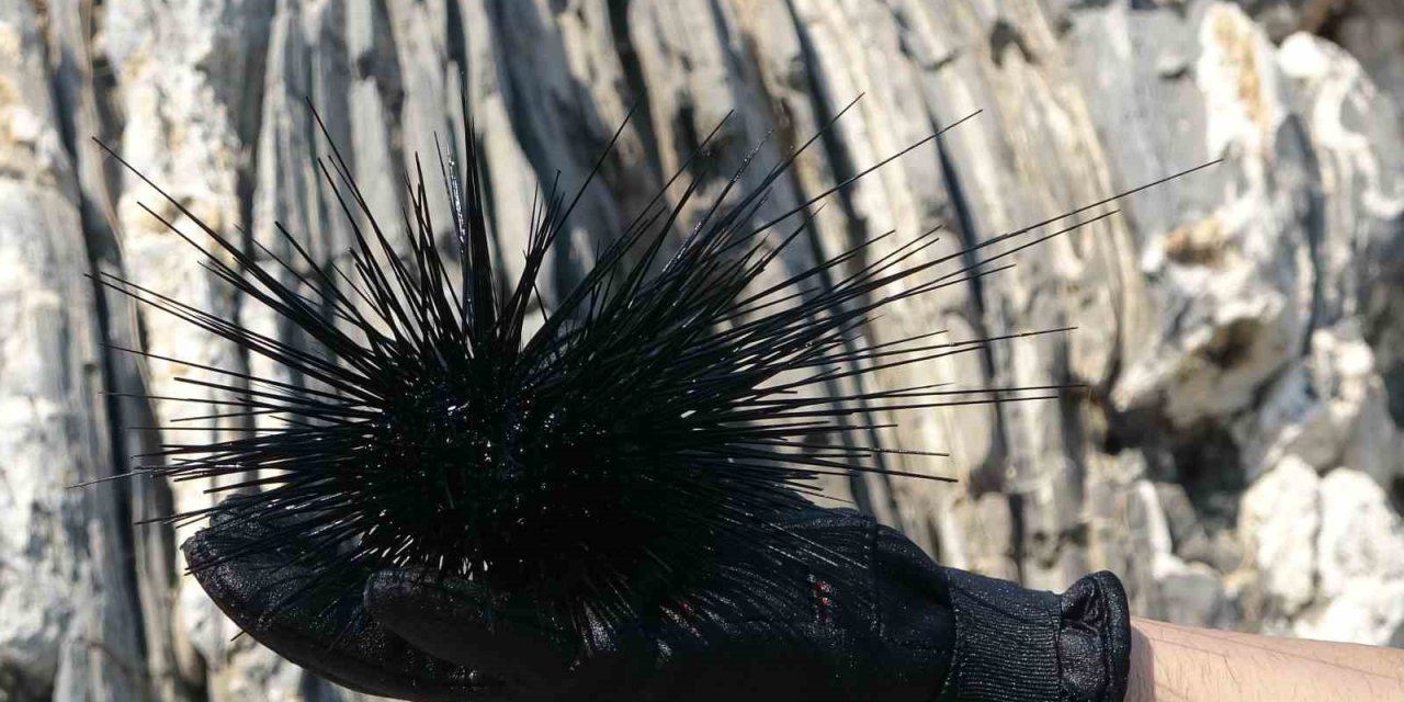 Akdeniz’de Bir Dönem Korku Salmıştı, Zehirli İstilacı Tür Yok Olmaya Başladı
