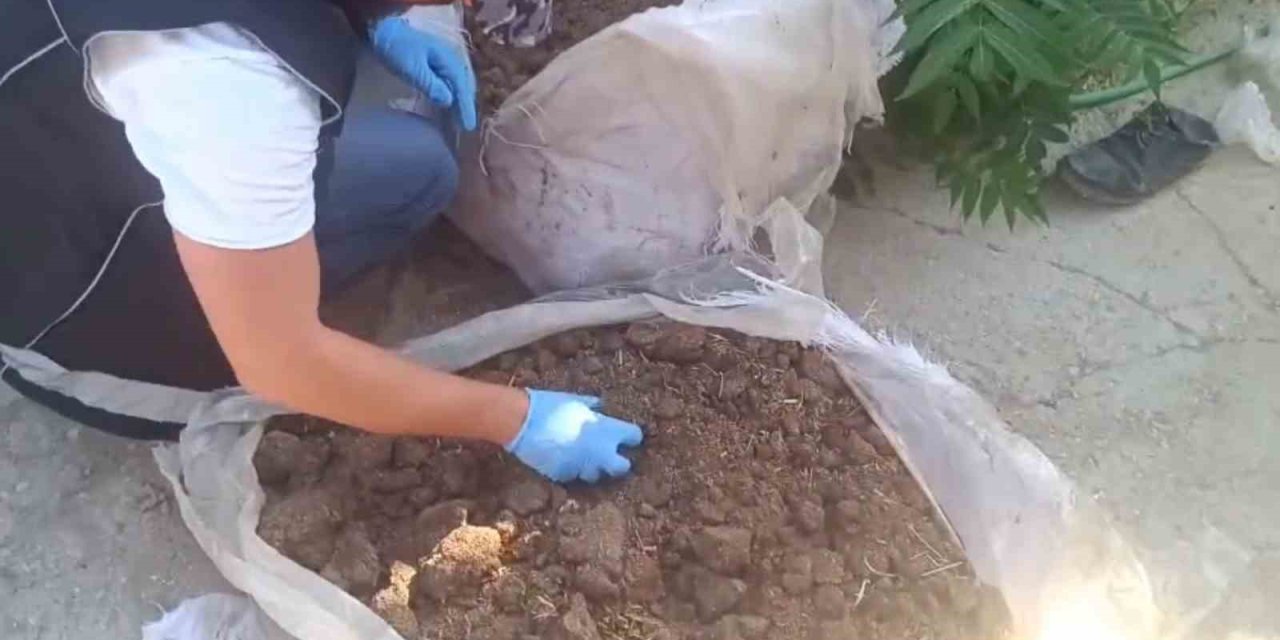 Konya’da Zehir Tacirlerine Operasyon: 712 Bin Hap Ve 65 Kök Kenevir Ele Geçirildi