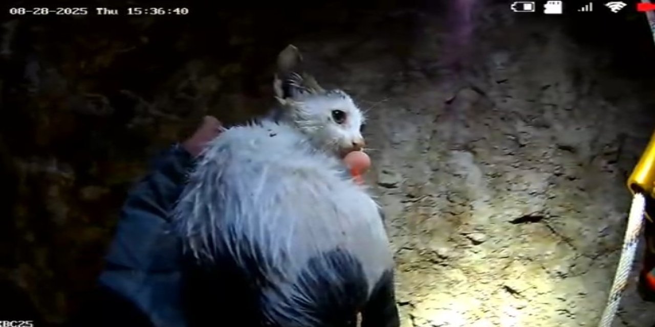 20 Metrelik Kuyuya Düşen Yavru Kedi Kurtarıldı