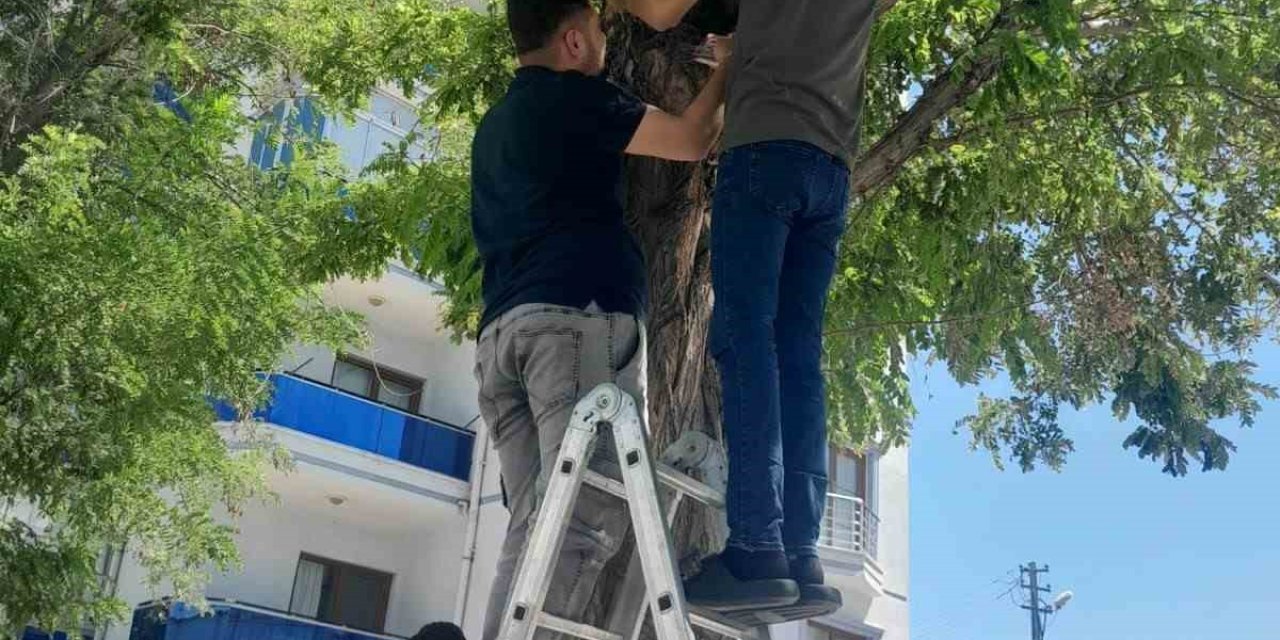 Karapınar’da Esnafın Kedi Seferberliği