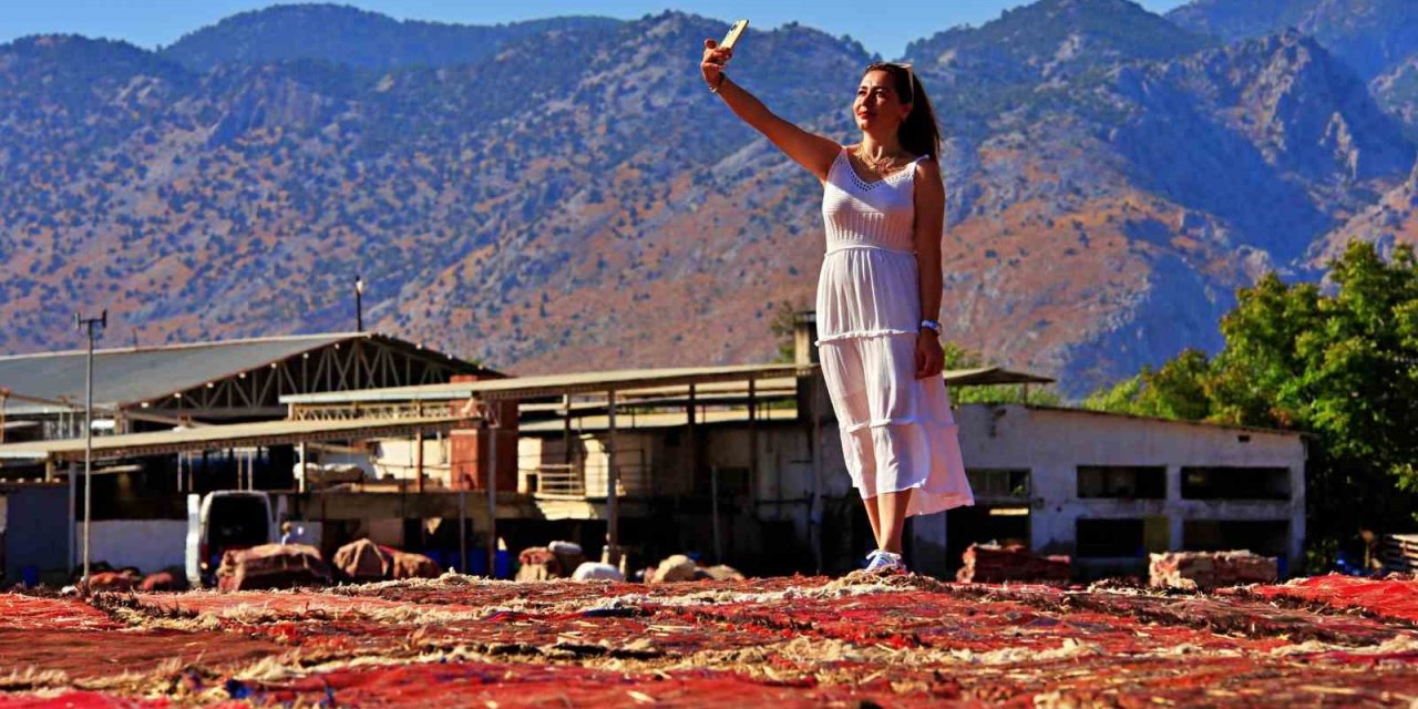 Antalya’da Buğday Tarlalarında Halı Hasatı Başladı