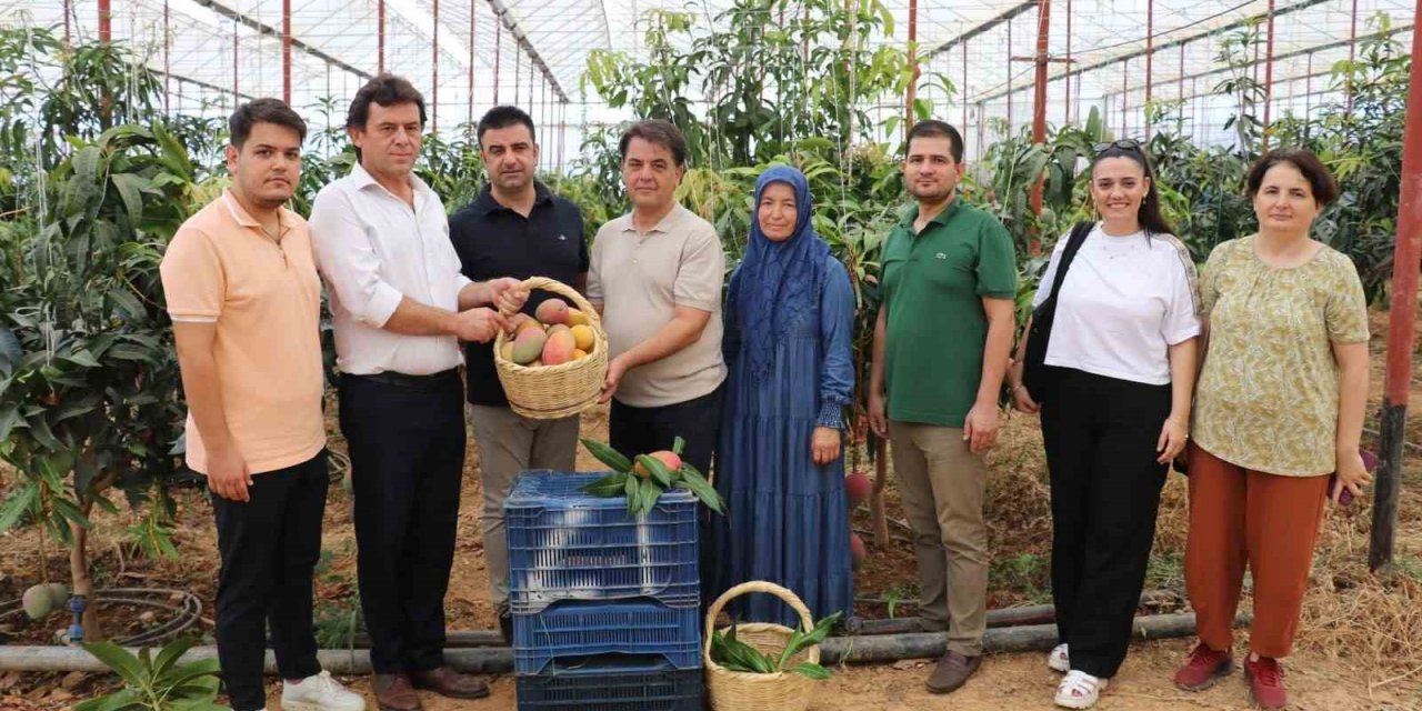 30 Yıl Önce Deneme Amaçlı İlk Fidan Dikildi, Bugün 300 Dönümden Fazla Alanda Üretiliyor