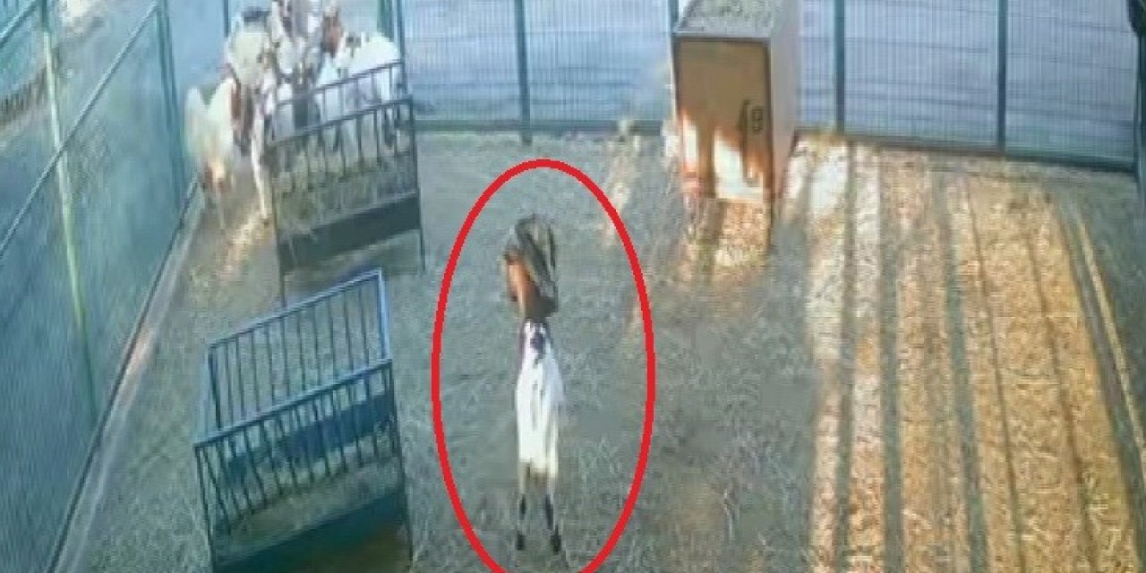 Yerdeki Poşeti Başına Geçiren Cüce Keçi, Diğer Keçilerin Kabusu Oldu