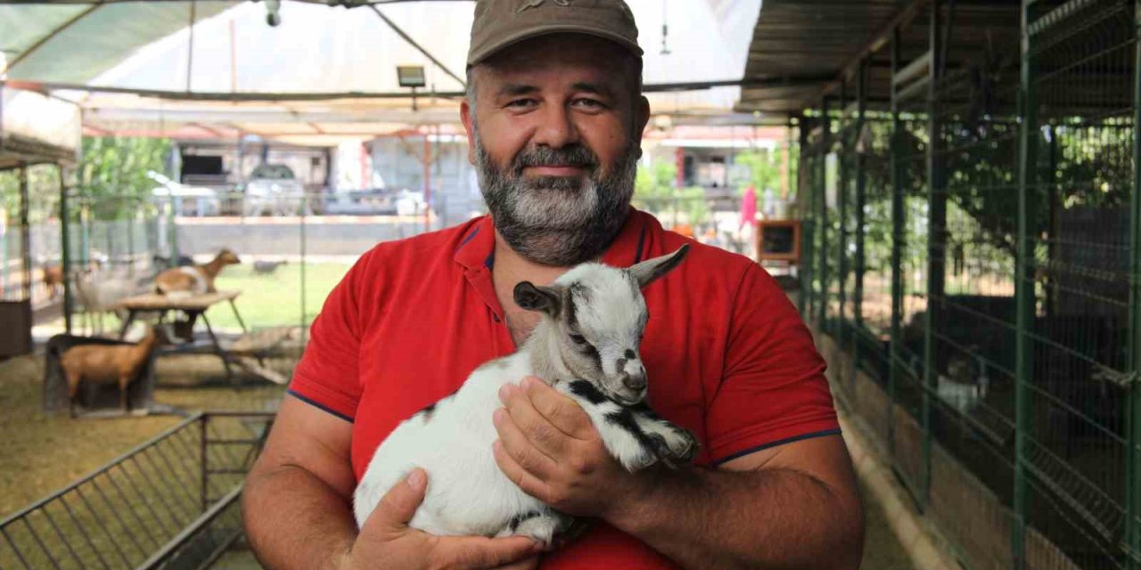 Kafasındaki Poşetle Sürüye Kabusu Yaşatan Keçinin Sahibi: "poşetin İçinde Küçük Bir Delik Açmış Oradan Nefes Alabiliyordu"